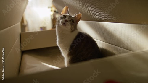 Curious Cat Sitting Inside Cardboard Box
