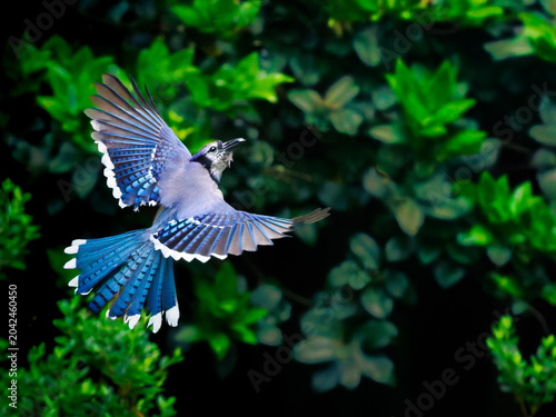 Bilde på lerret Beautiful closeup portrait of stunning Blue Jay inflight in dramatic lighting