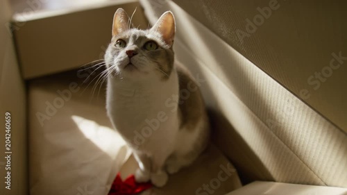 Curious Cat Sitting Inside Cardboard Box
