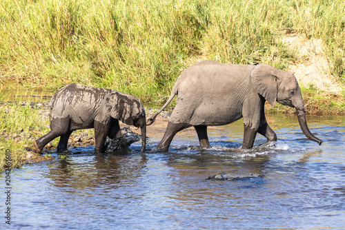 Elephants walking through the water