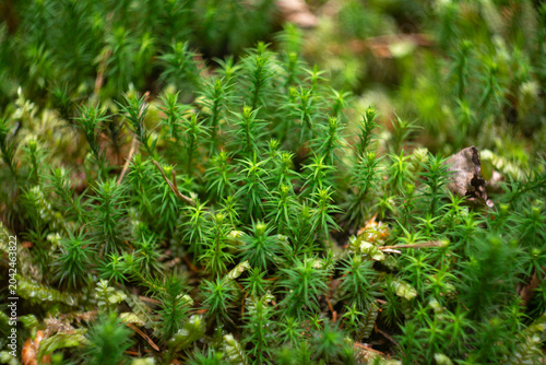 Foto Macro texture background of vibrant green polytrichum commune moss on forest flo