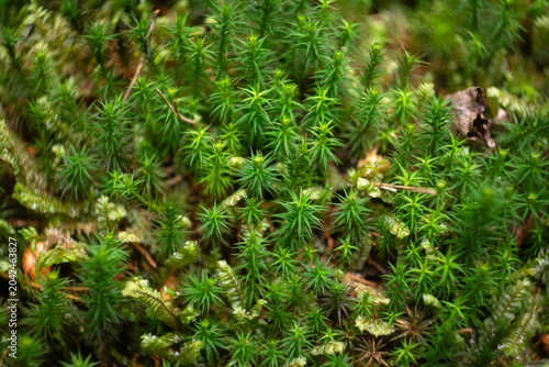 Принти на полотні Macro texture background of vibrant green polytrichum commune moss on forest flo