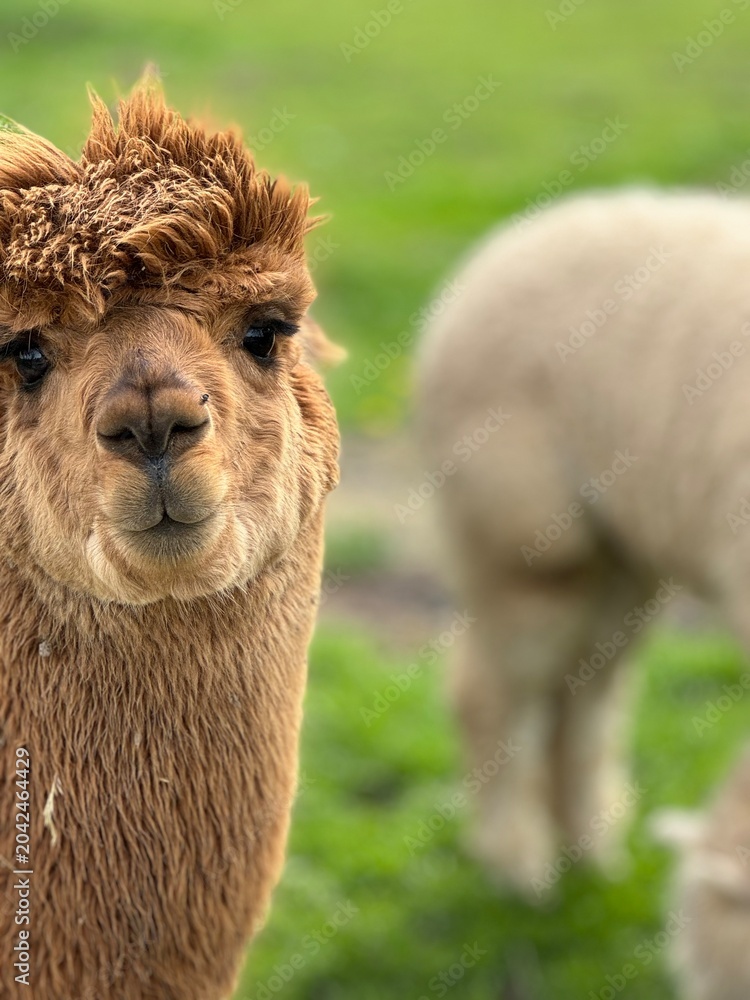 Naklejka premium Alpaca