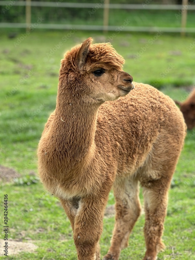 Naklejka premium two alpaca