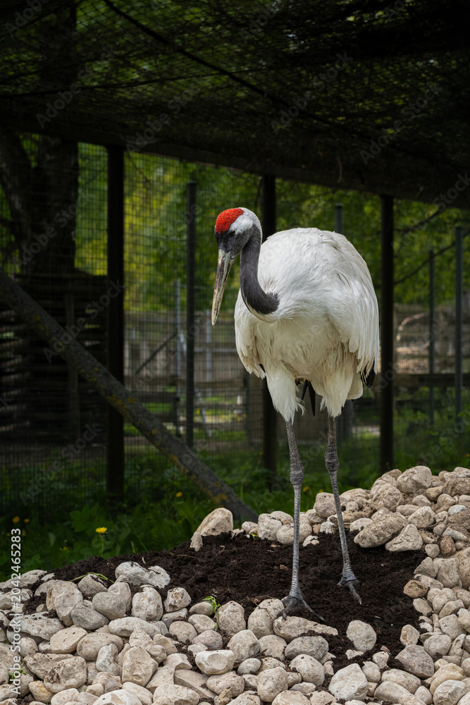 Fototapeta premium Red-crowned crane, also known as the Japanese crane