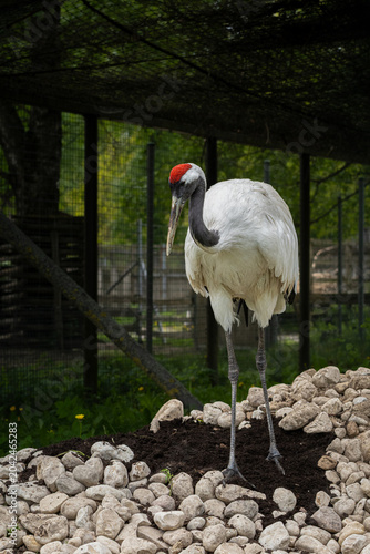 Tableau sur toile Red-crowned crane, also known as the Japanese crane