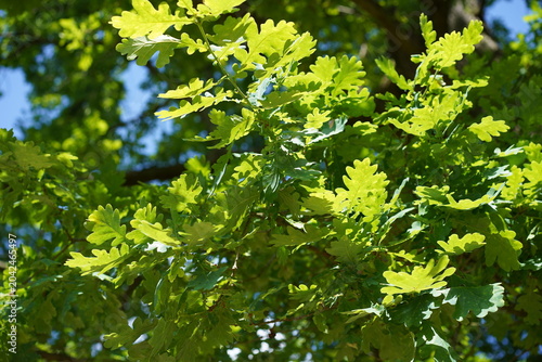 Nahaufnahme einer Stiel-Eiche (Quercus robur) mit grünen Blättern bei Sonnenschein im Sommer