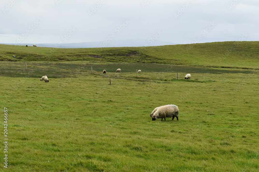 Obraz premium moutons irlandais dans le Comté de Clare, Irlande