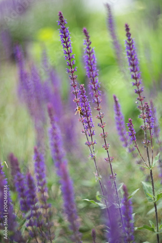A bee on purple wild sage (Salvia nemorosa) flowers collecting nectar from flowering meadow ears in a summer garden. The complex process of pollination, biodiversity, ecosystem health, and the crucial