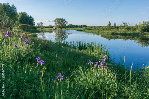 Fotografie a serene river landscape with vibrant purple irises blooming along the grassy ba