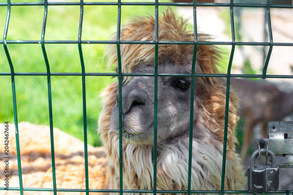 Fototapeta premium A fluffy alpaca with shaggy hair looks through a green wire fence in a park. animal portrait, zoo enclosure, woolly livestock.