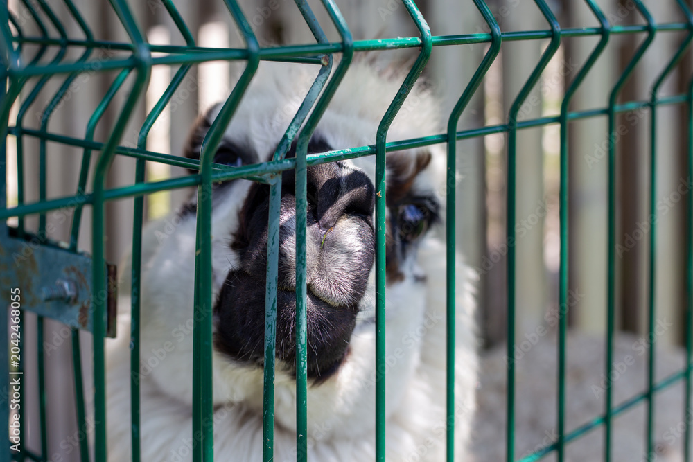 Obraz premium A cute white-spotted alpaca behind a green wire fence at the zoo. Animal welfare at the zoo, curious mammal, outdoor park.