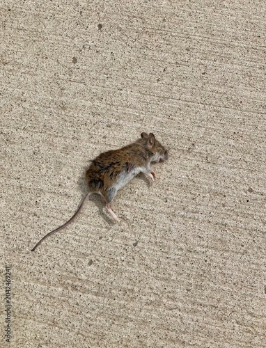 dead wood mouse on cement