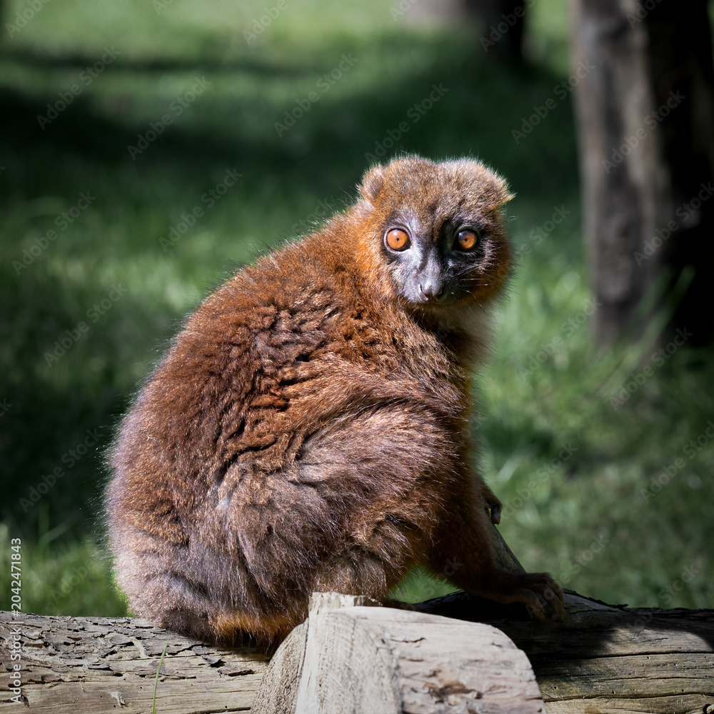 Fototapeta premium Red Bellied Lemur Sitting on a Fallen Log