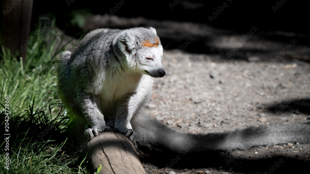 Fototapeta premium Female Crowned Lemur Sitting on a Log
