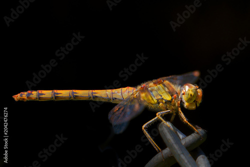 Vibrant Orange Dragonfly Resting on a Chain in Striking Close-Up