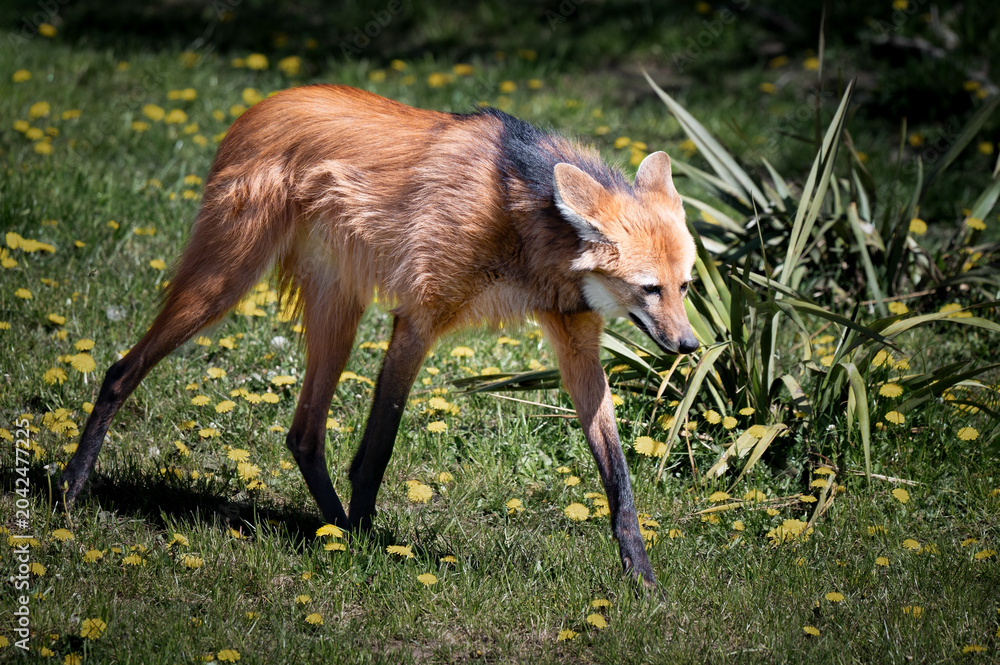 Obraz premium Maned Wolf Walking on Grass
