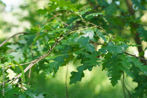 Grüne Blätter und Äste einer Flaumeiche (Quercus pubescens) im Sommer