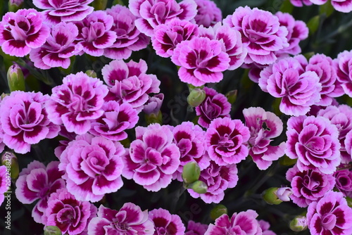 Viele Gartennelken in einem Blumenbeet
