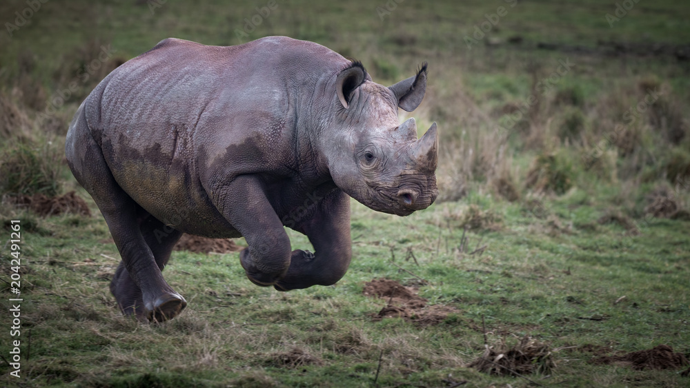 Fototapeta premium Black Rhinoceros Playing on Grass