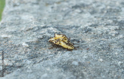 Group of black ants moving food on a stone surface
