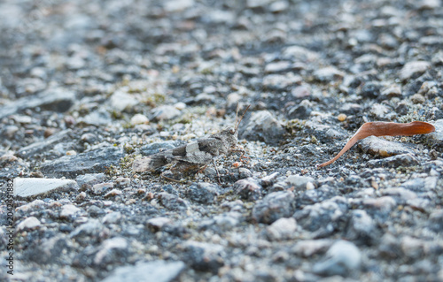 Blue-winged grasshopper camouflaged on a stony ground