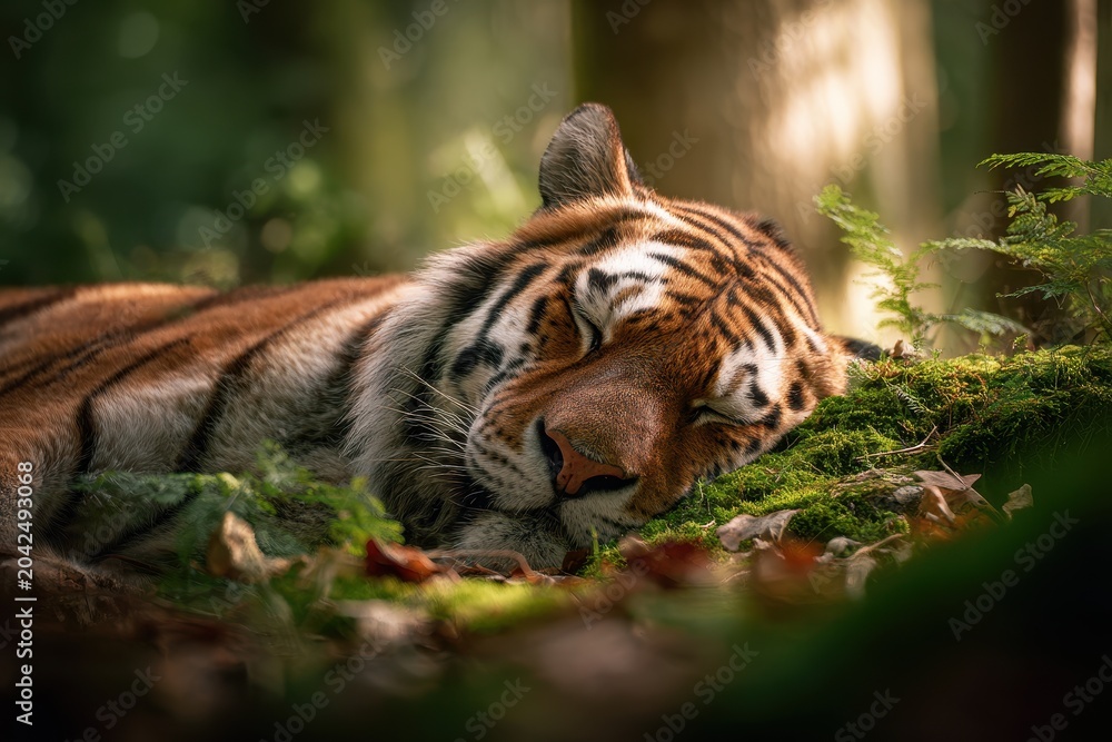 Fototapeta premium Serene tiger nap in lush jungle setting with warm golden tones
