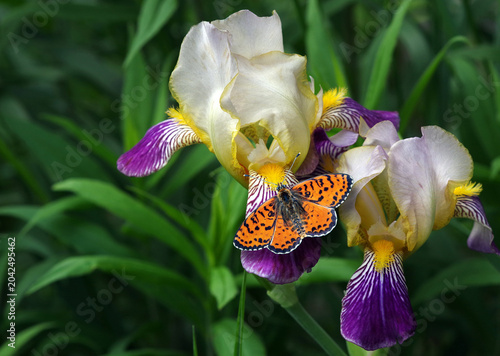 A bright red spotted butterfly on colorful iris flowers in the garden. close up