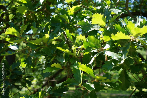 Dichtes grünes Laub und Kätzchen einer Persischen Eiche, (Quercus macranthera) im Sommer bei Sonnenschein