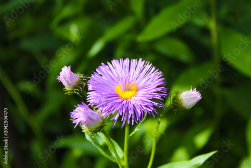 Konstfotografi A vibrant purple aster-like flower with a bright yellow center blooms among green leaves, accompanied by three smaller buds