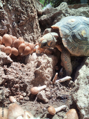 Fotografi Red-Footed Tortoise Mycophagy & Humid Habitat