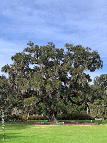 A sprawling Southern live oak tree covered in Spanish moss stands in a manicured landscape, showcasing the timeless beauty of the American South.