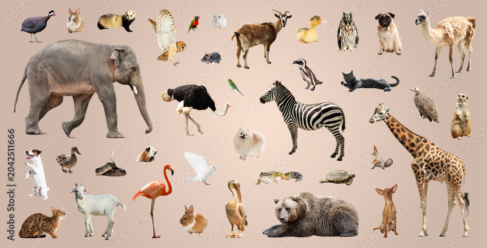 Fototapeta premium Many different animals on beige background, collection