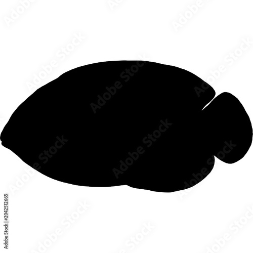 Fish Silhouette
