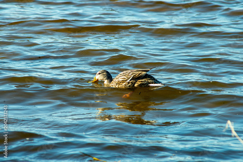 Photography Female mallard duck swimming alone in choppy rippling river water
