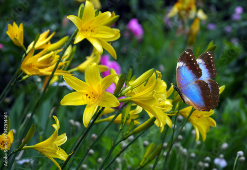 A bright blue tropical morpho butterfly among yellow iris lily flowers in a g...