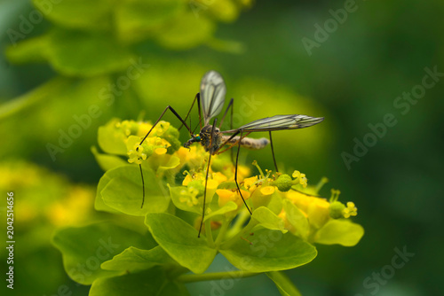 Schnake auf gelber Blüte - Stockfoto