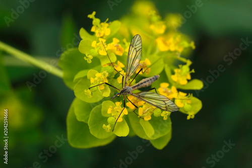Schnake auf gelber Blüte - Stockfoto