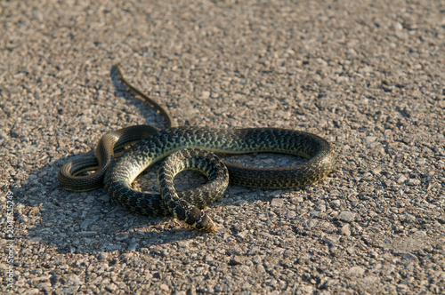 Diced snake roadkill on pavement Natrix tessellata dead on asphalt road Ticino Switzerland