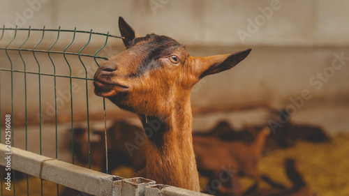 Εκτύπωση καμβά Curious brown goat peeking through a wire fence at a farm enclosure