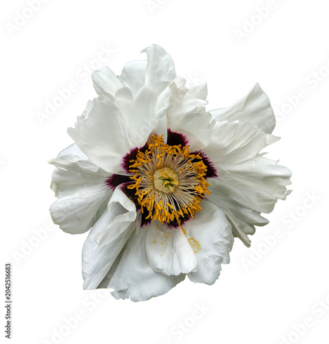 White peony flower isolated on light background