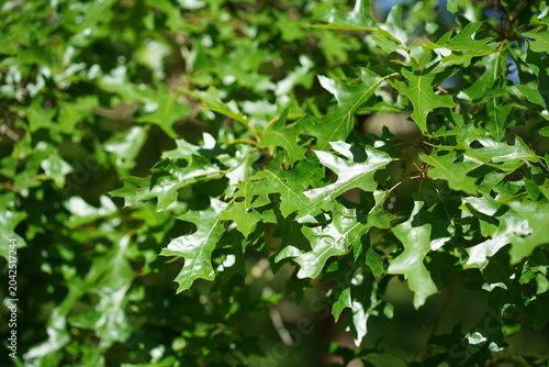 Glänzendes grünes Laub und Ast einer Texas-Eiche (Nutall-Eiche, Quercus texana) im Sommer