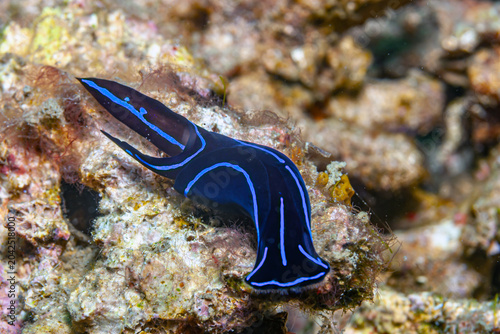 Nudibranch, blue underwater Sulawesi