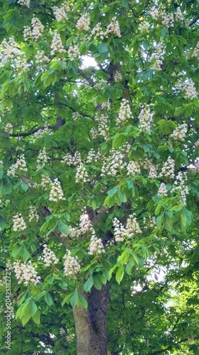 Blooming horse chestnut tree with white candle flowers and lush green leaves in spring, vertical video
