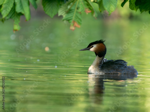 Great-crested grebe, Podiceps cristatus