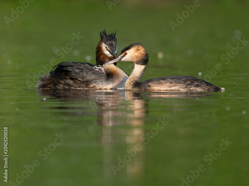 Great-crested grebe, Podiceps cristatus