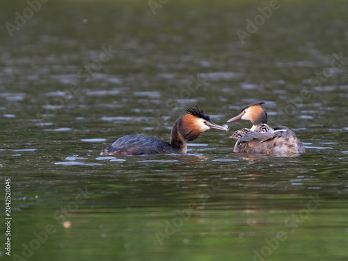Great-crested grebe, Podiceps cristatus
