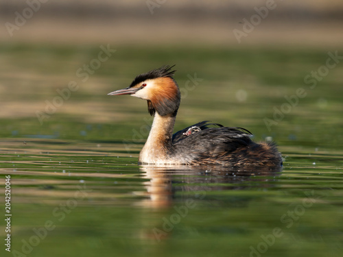 Great-crested grebe, Podiceps cristatus