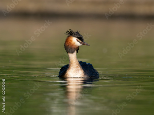 Great-crested grebe, Podiceps cristatus