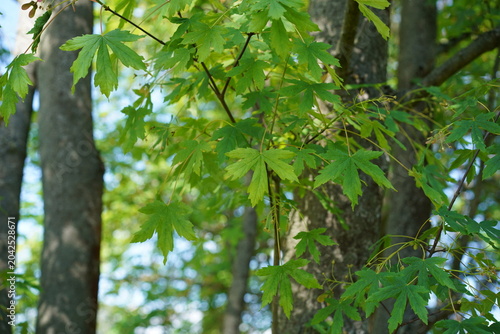 Grüne Blätter und junge Flügelfrüchte eines Griechischen Ahorns (Acer heldreichii) im Frühling